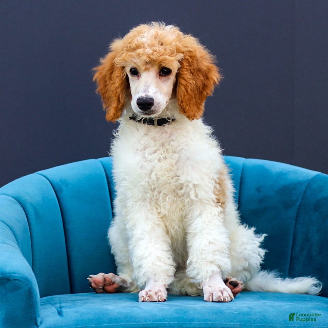 Standard Poodle dogs for sale: Rin - Image 7