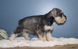 Miniature Schnauzer dogs for sale: Anna - Image 3