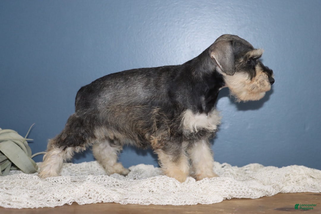 Miniature Schnauzer dogs for sale: Anna - Image 3