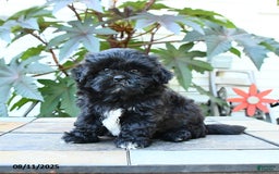 Shihpoo dogs for sale: Fern - Image 3