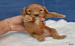 Cavapoo dogs for sale: Cavapoo 6 puppies - Image 28