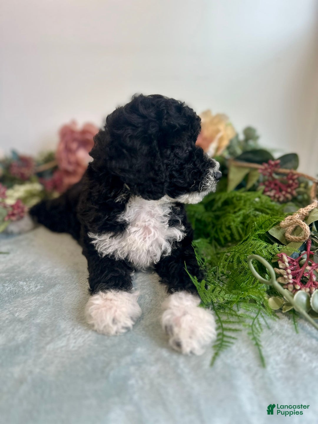 Mini Bernedoodle dogs for sale: Diamond - Image 10