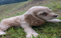 Cocker Spaniel dogs for sale: Marshmallow - Image 14