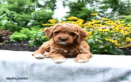 Cockapoo dogs for sale: Fannie - Image 4