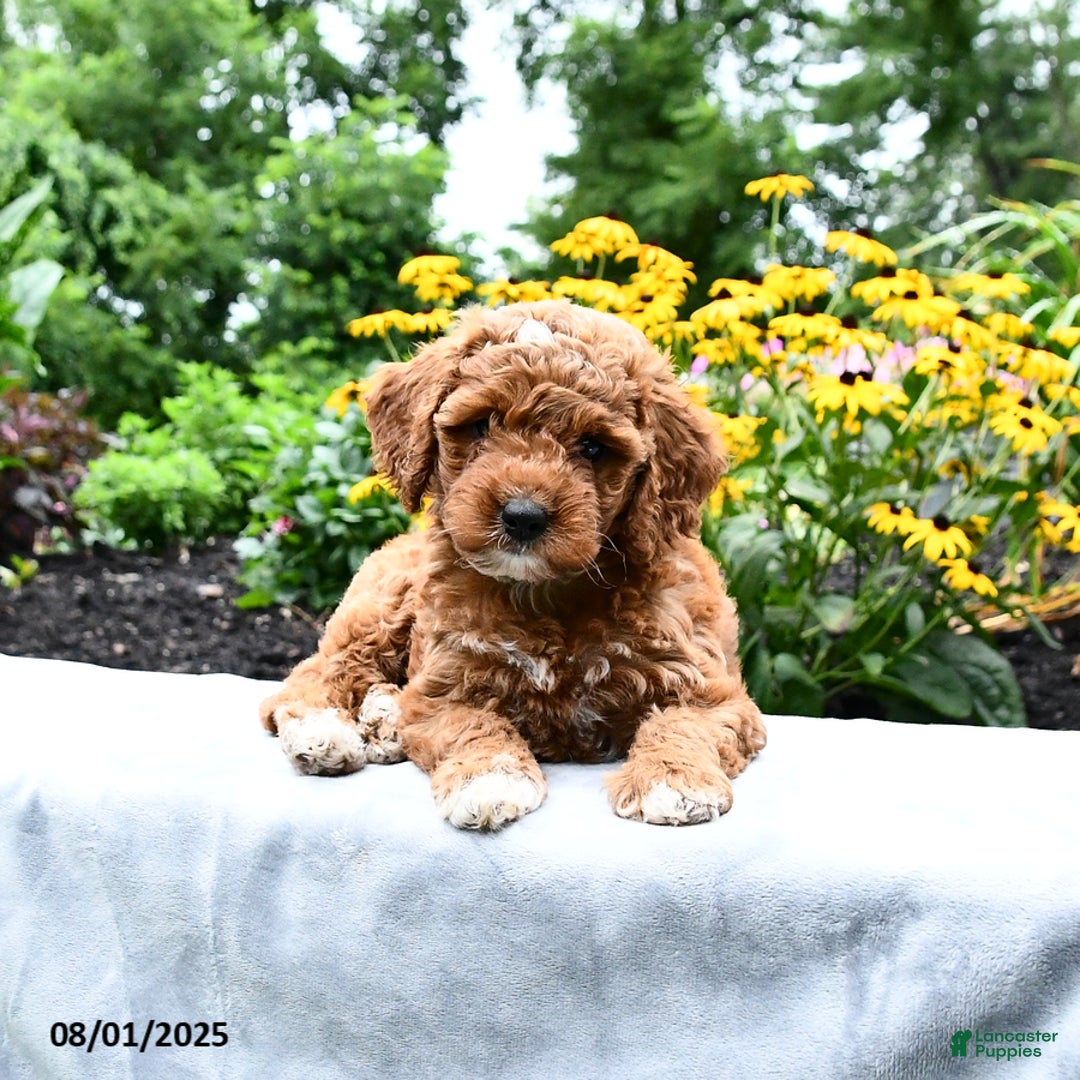 Cockapoo dogs for sale: Fannie - Image 4