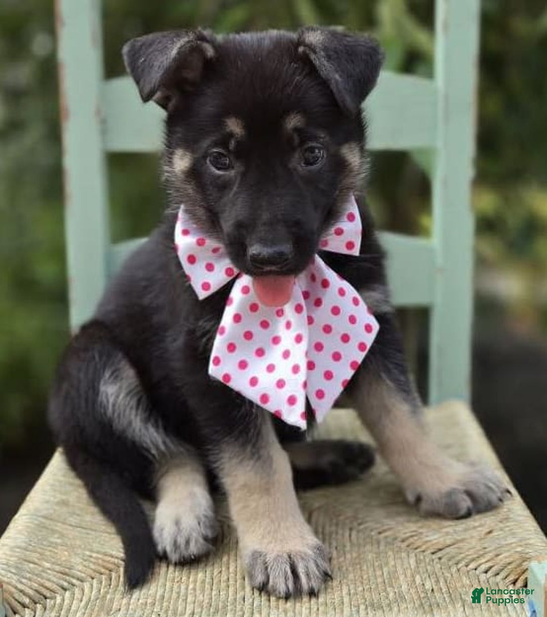 German Shepherd dogs for sale: Teresa - Image 5