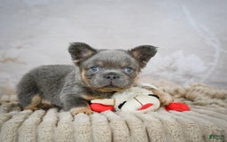French Bulldog dogs for sale: Bubba - Image 2
