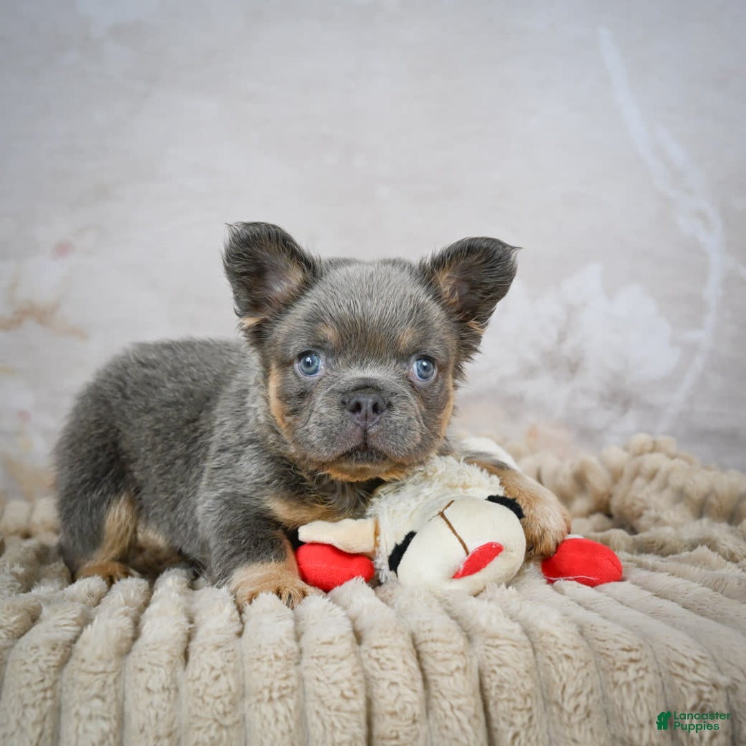 French Bulldog dogs for sale: Bubba - Image 2