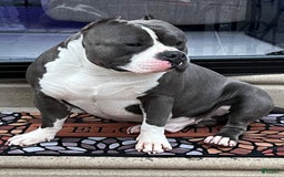 American Bully dogs for sale: Hazel - Image 15