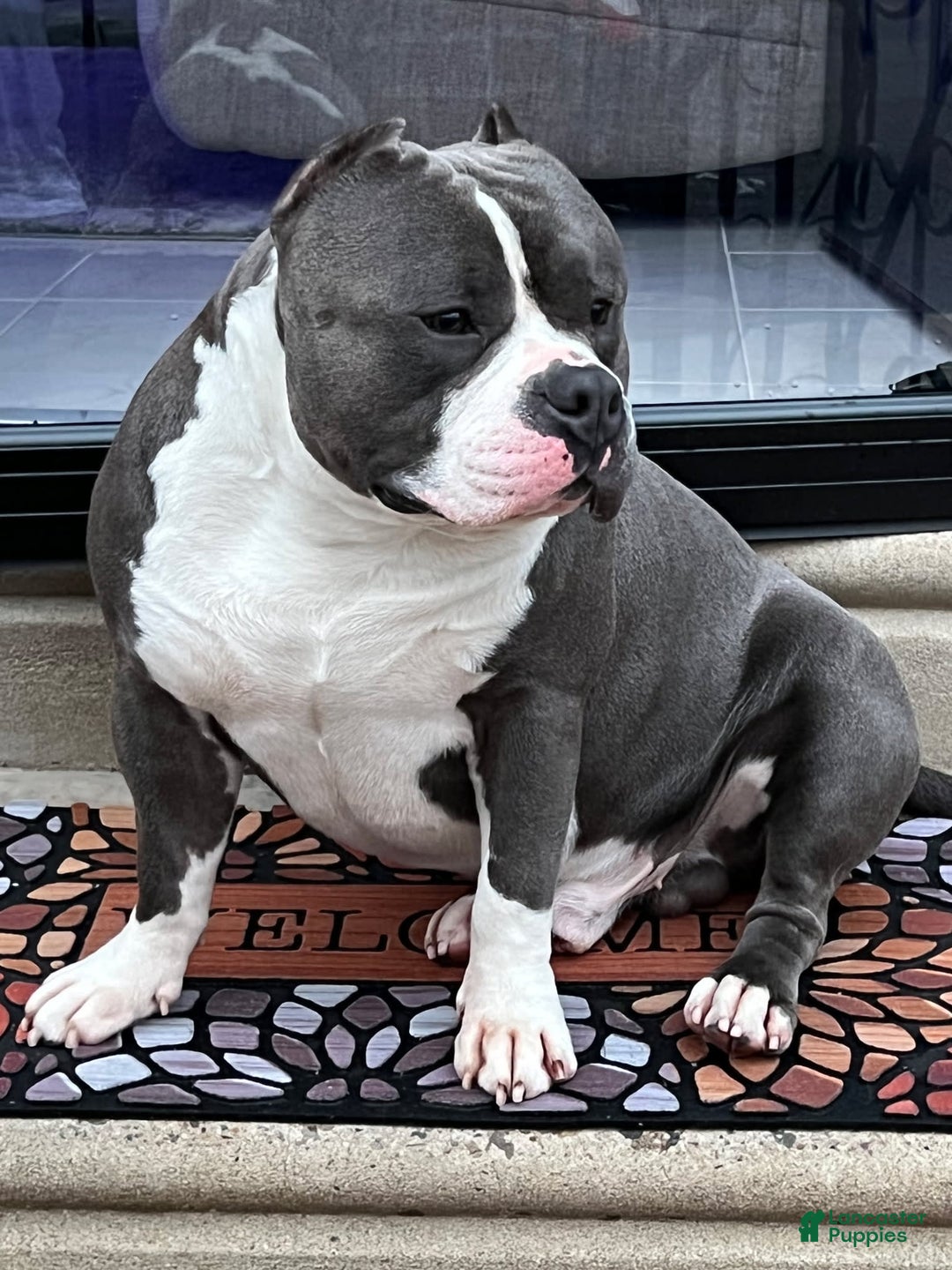American Bully dogs for sale: Hazel - Image 15