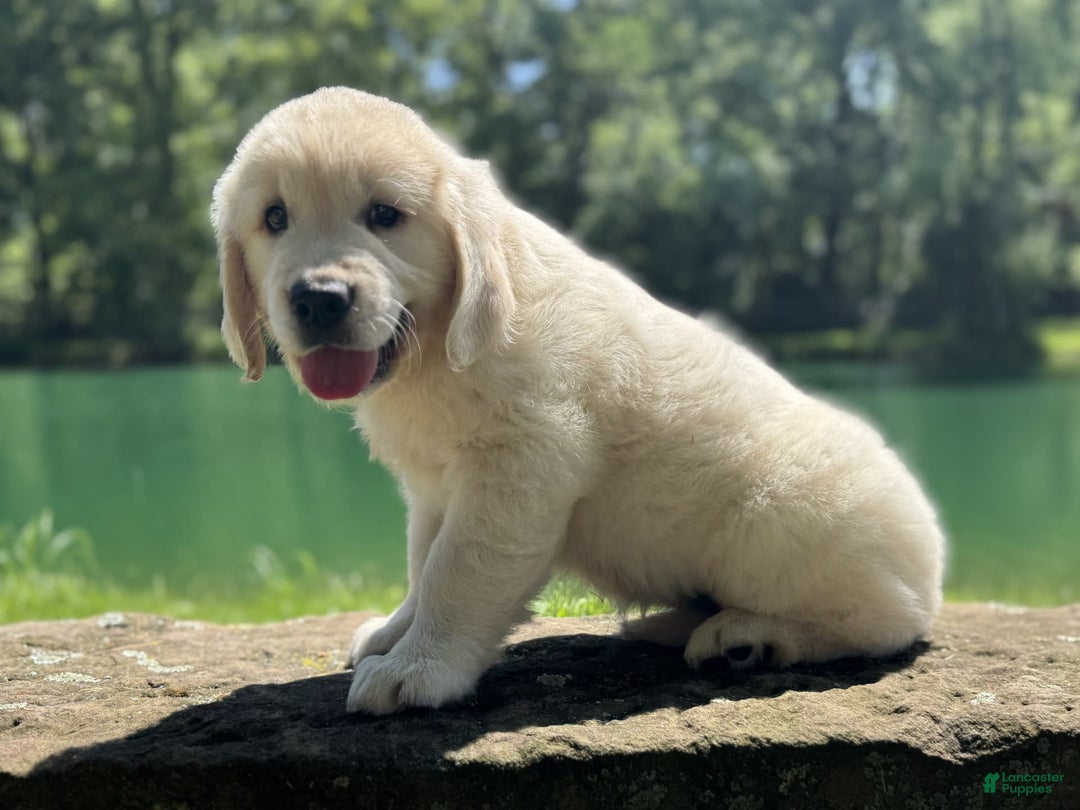 Golden Retriever dogs for sale: Nova - Image 9