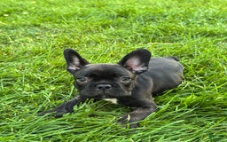 French Bulldog dogs for sale: Baxter - Image 5