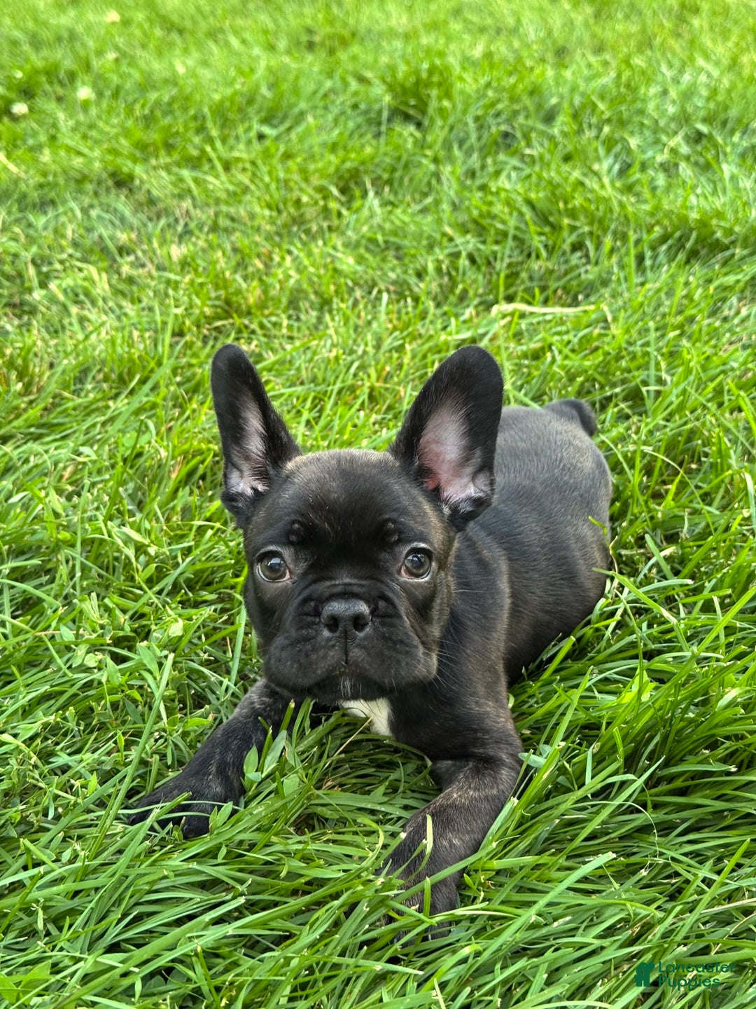 French Bulldog dogs for sale: Baxter - Image 5