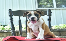 Boxer dogs for sale: Faithful - Image 3