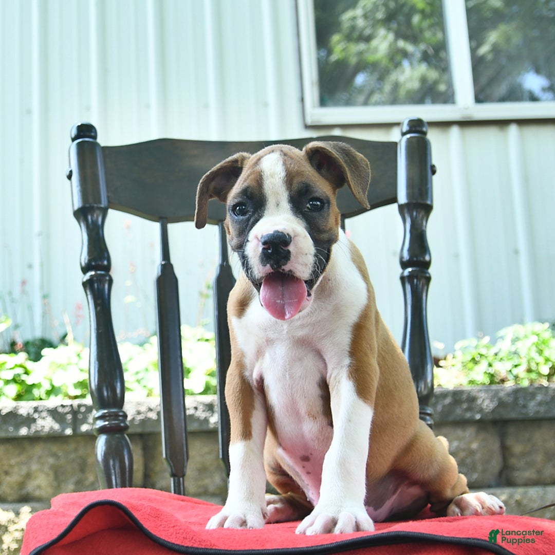 Boxer dogs for sale: Faithful - Image 3