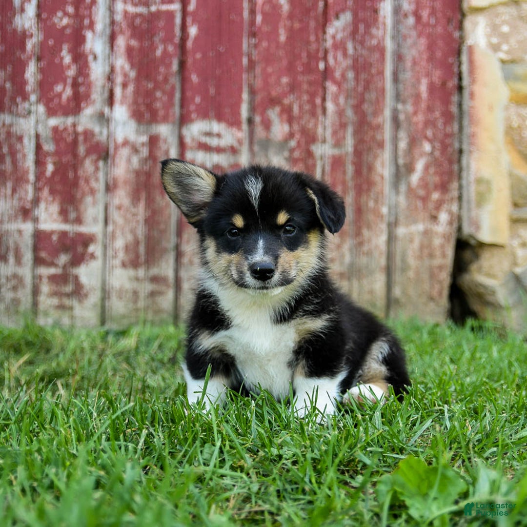 Welsh Corgi Pembroke dogs for sale: Welsh Corgi (Pembroke) 8 puppies - Image 10