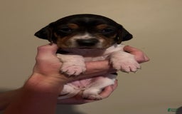 Walker Hound dogs for sale: Pink - Image 3
