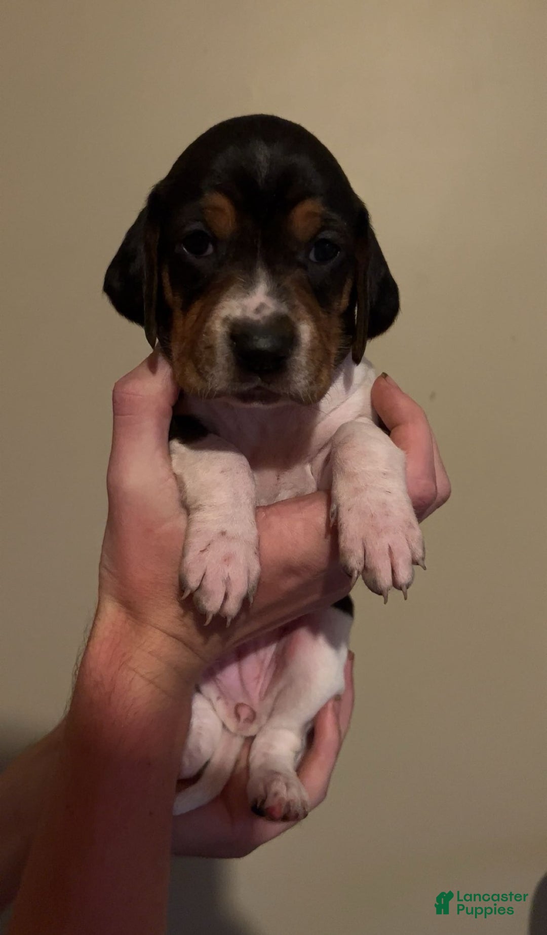 Walker Hound dogs for sale: Pink - Image 3