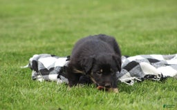 English Shepherd dogs for sale: Millie - Image 4
