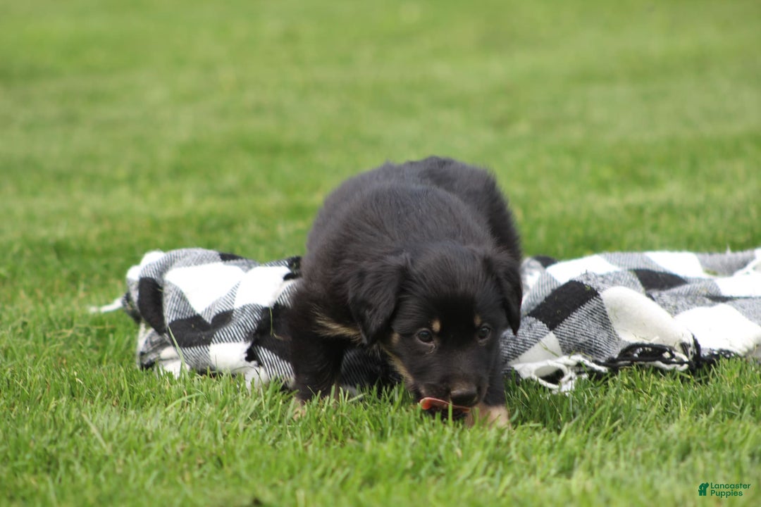 English Shepherd dogs for sale: Millie - Image 4