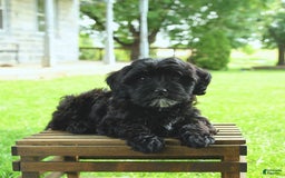 Havapoo dogs for sale: House Raised Billy - Image 7