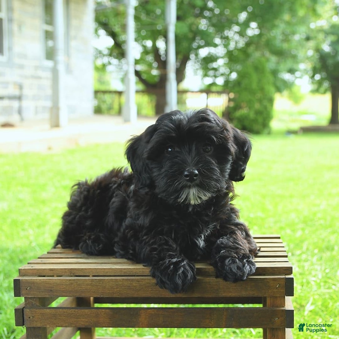Havapoo dogs for sale: House Raised Billy - Image 7