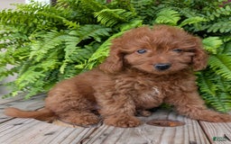 Mini Goldendoodle dogs for sale: Mini -lilly - Image 33