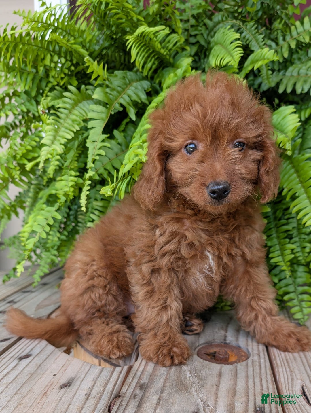 Mini Goldendoodle dogs for sale: Mini -lilly - Image 33
