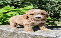Mini Goldendoodle dogs for sale: Gwen - Image 2