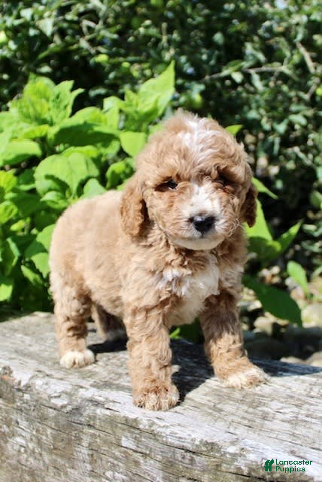 Mini Goldendoodle dogs for sale: Gwen - Image 2