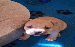 American Bully dogs for sale: Foxtrot - Image 3