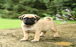 Pug dogs for sale: Trophy - Image 4