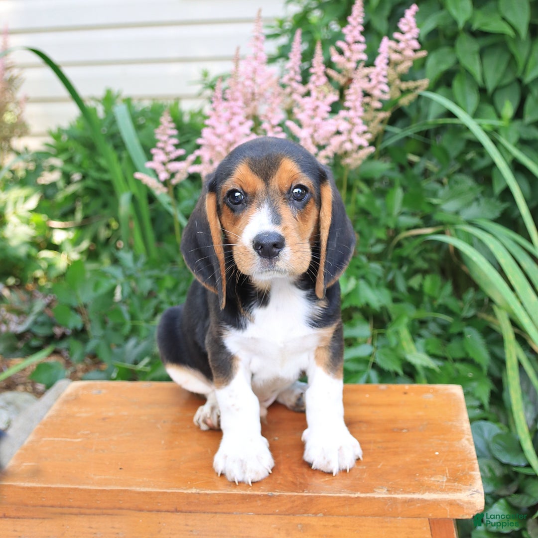 Beagle dogs for sale: Digger - Image 1