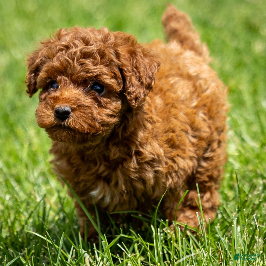 Toy Poodle dogs for sale: Ruby Belle - Image 4