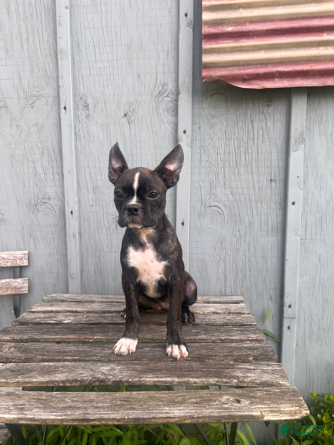 Frenchton dogs for sale: Sadie - Image 2