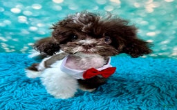 Shihpoo dogs for sale: Lil Alfie - Image 10