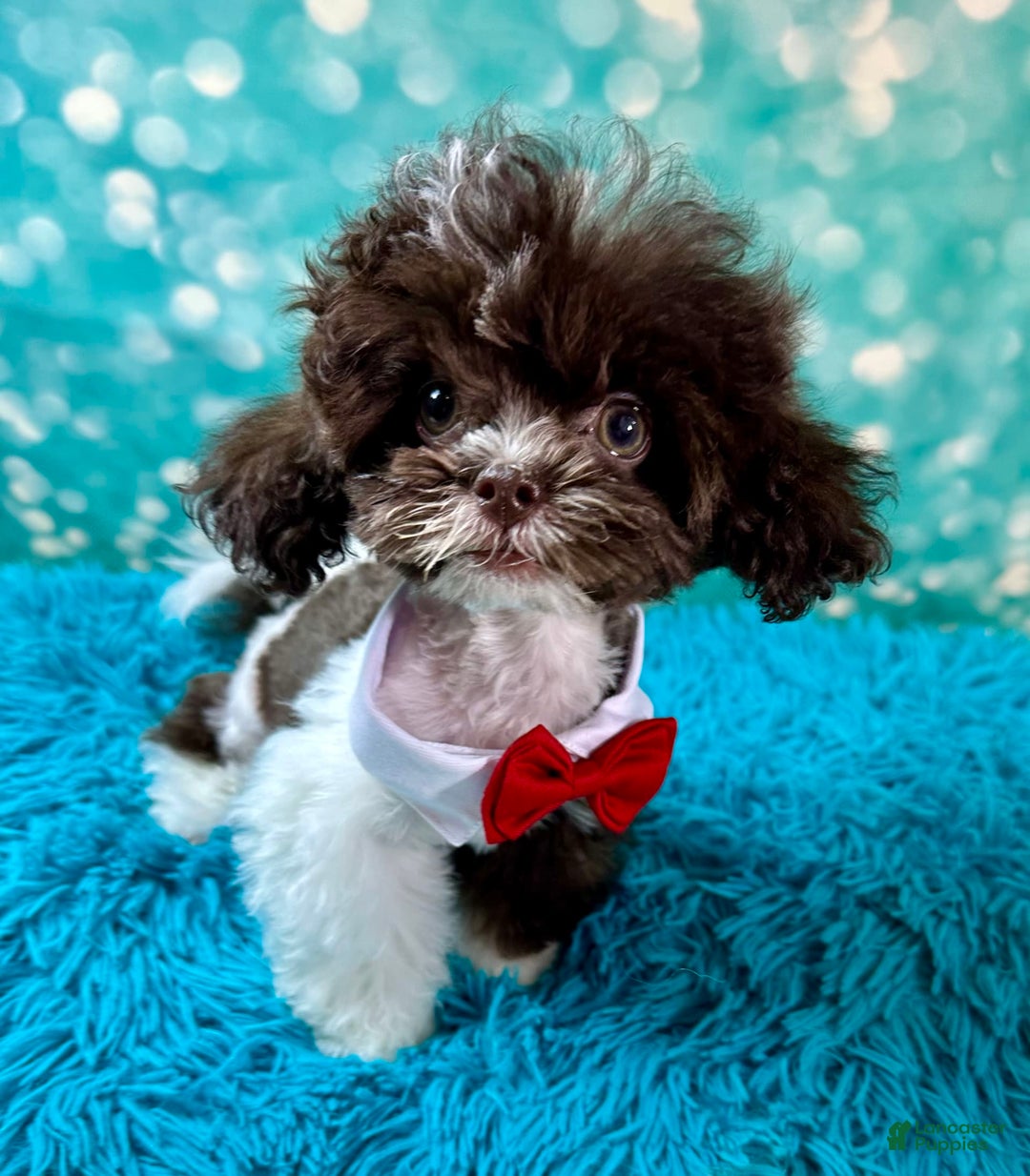 Shihpoo dogs for sale: Lil Alfie - Image 10