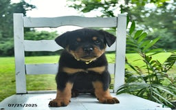 Rottweiler dogs for sale: Lady - Image 3