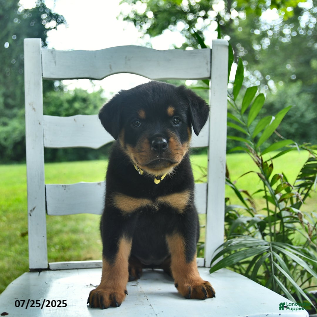 Rottweiler dogs for sale: Lady - Image 3