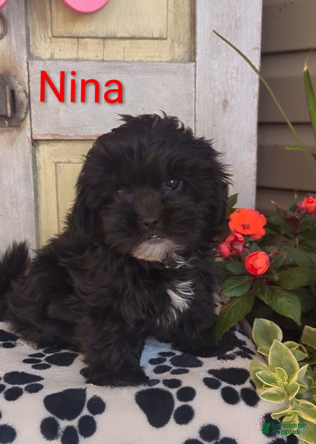 Shih Tzu dogs for sale: Nina - Image 5