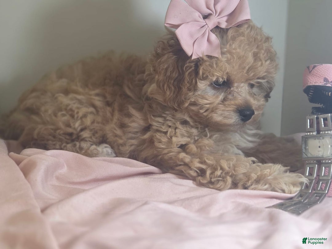 Cavapoo dogs for sale: Livy - Image 4