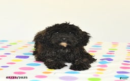 Miniature Poodle dogs for sale: Buster - Image 8