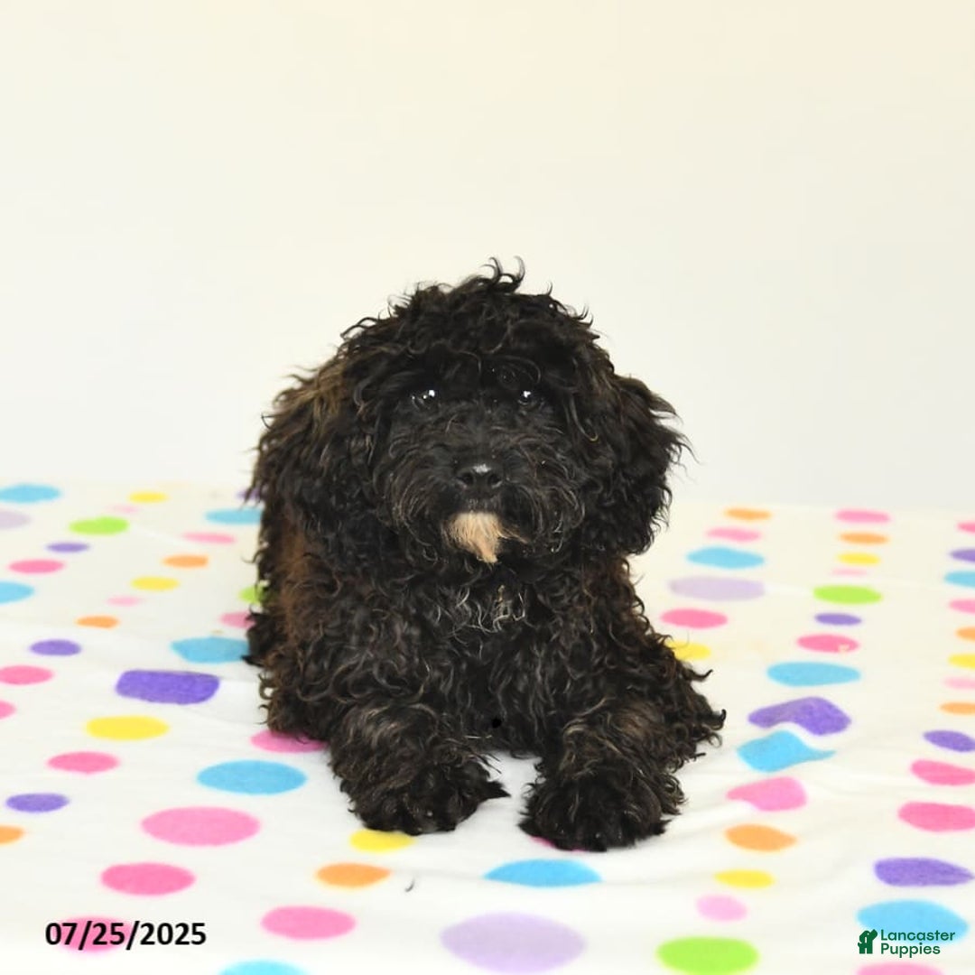 Miniature Poodle dogs for sale: Buster - Image 8