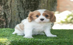 Cavalier King Charles Spaniel dogs for sale: Sarge - Image 6