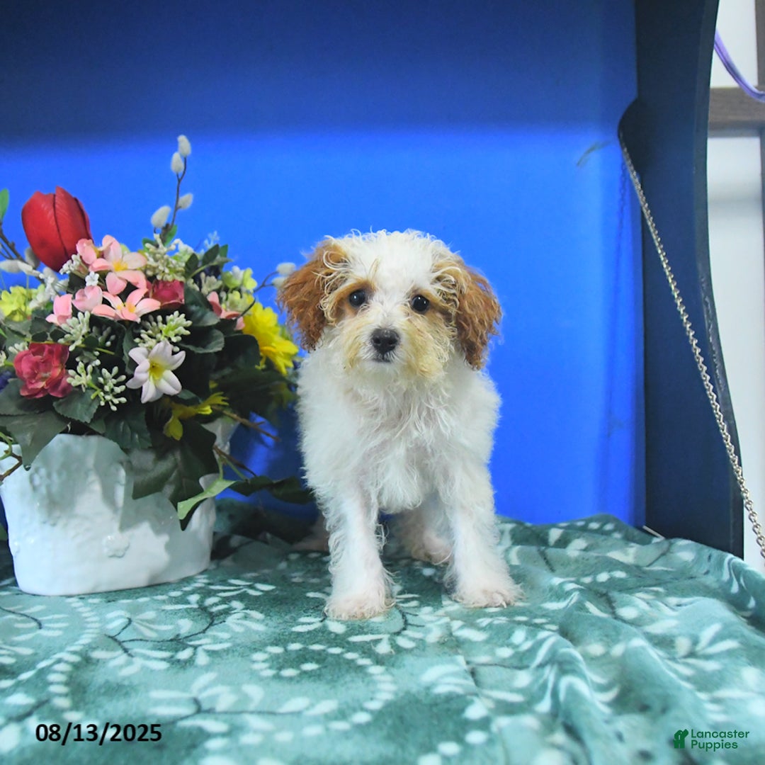 Toy Poodle dogs for sale: Kayleen - Image 5