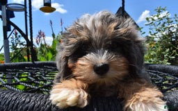 Havapoo dogs for sale: Zipper - Image 4