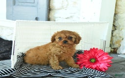 Cavapoo dogs for sale: Newton - Image 2