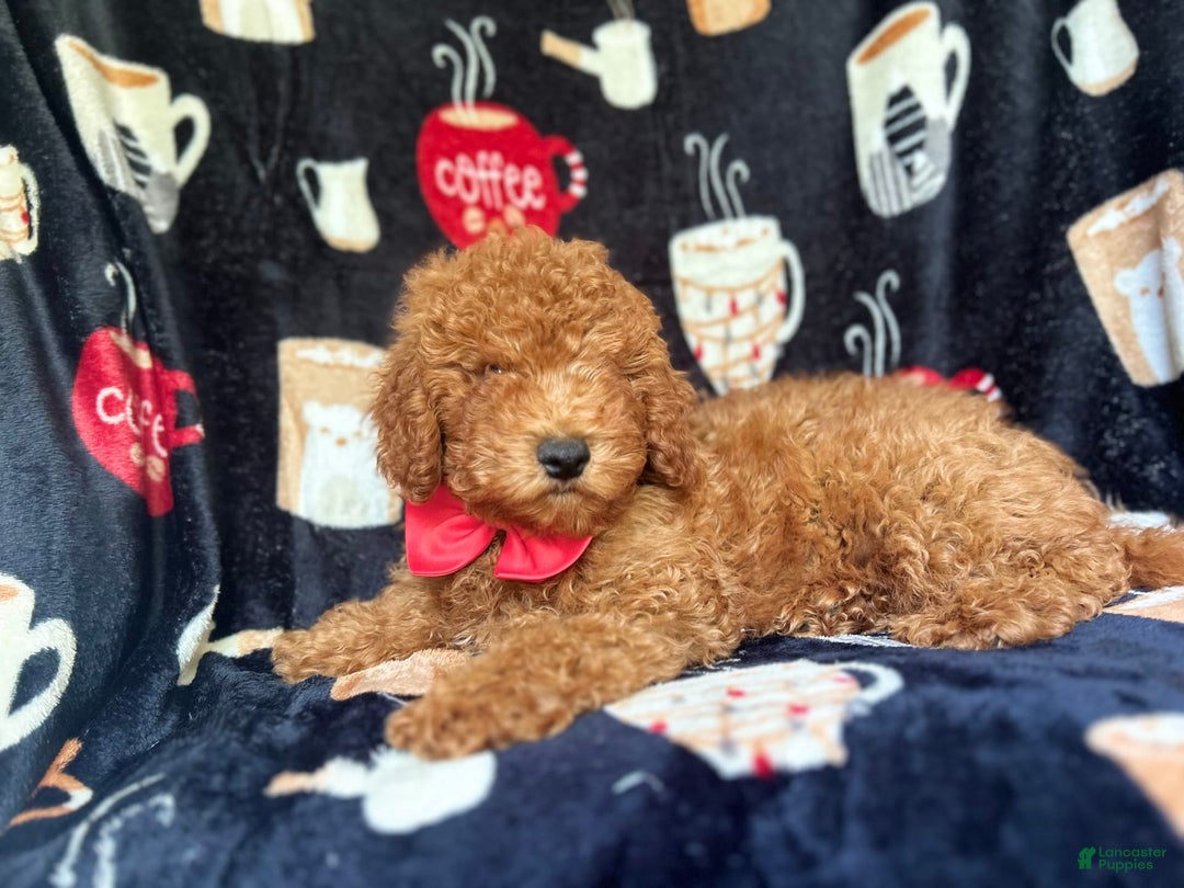 Cavapoo dogs for sale: Phoenix - Image 9