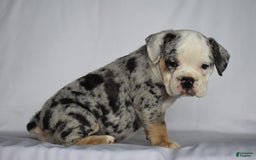 Beabull dogs for sale: Diamond - Image 7