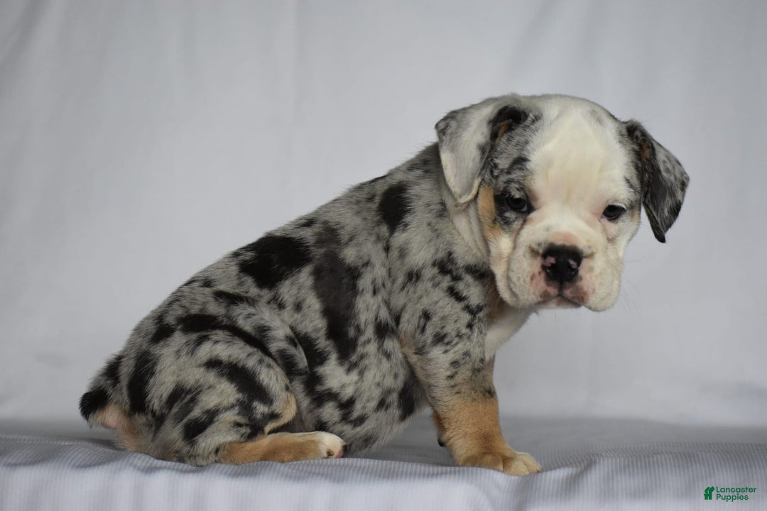 Beabull dogs for sale: Diamond - Image 7